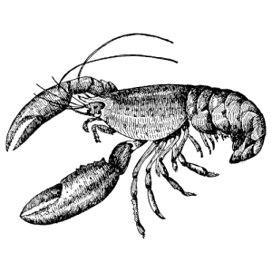 Homard bleu européen