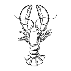 Demi-langouste promo