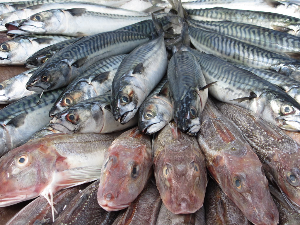 Lire la suite à propos de l’article Choisir son poisson en hiver ? : guide mois par mois à Lyon