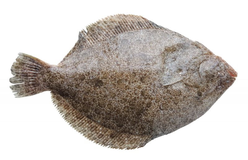 Barbue